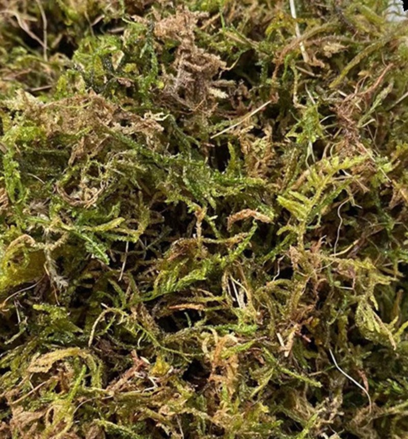 Dry Sphagnum Moss Orchid Succu - Sphagnum Moss Bag review and price