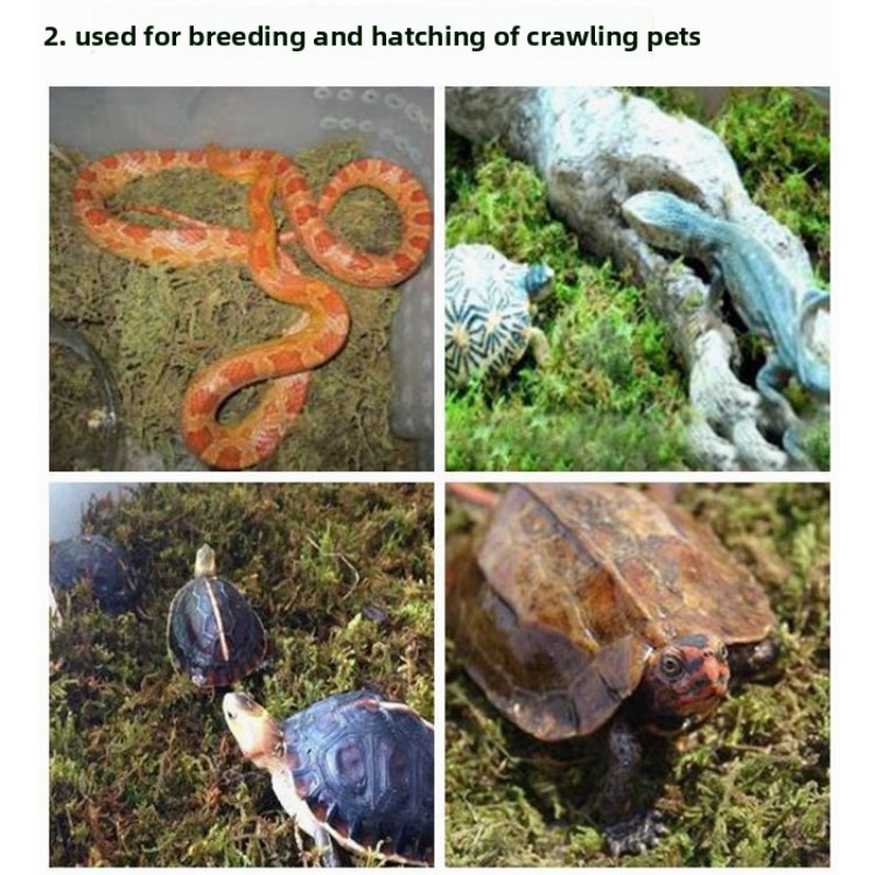 Dry Sphagnum Moss Orchid Succu - Sphagnum Moss Bag review and price