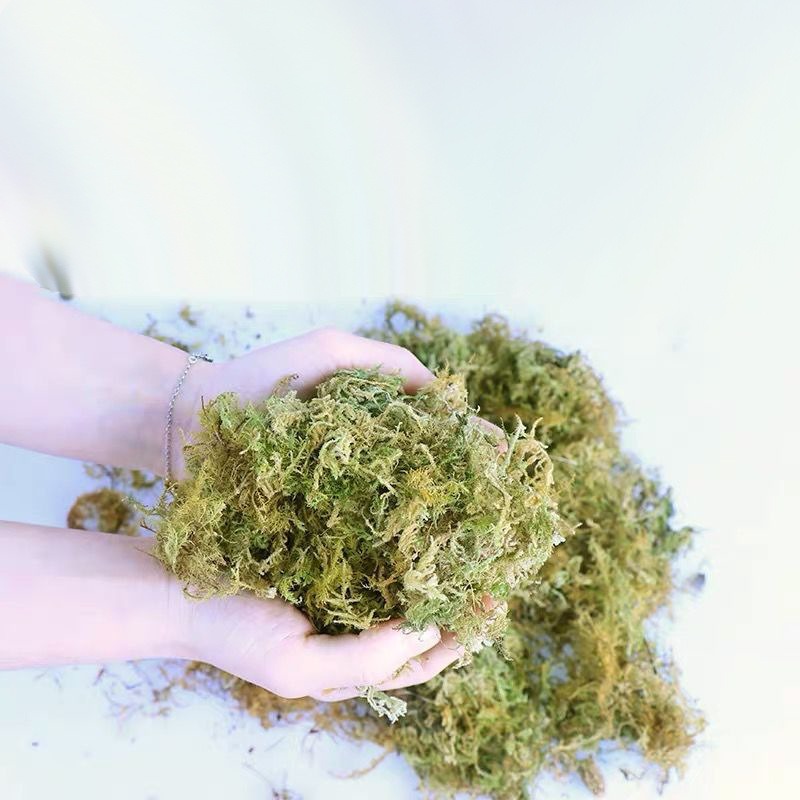 Dry Sphagnum Moss Orchid Succu - Sphagnum Moss Bag review and price