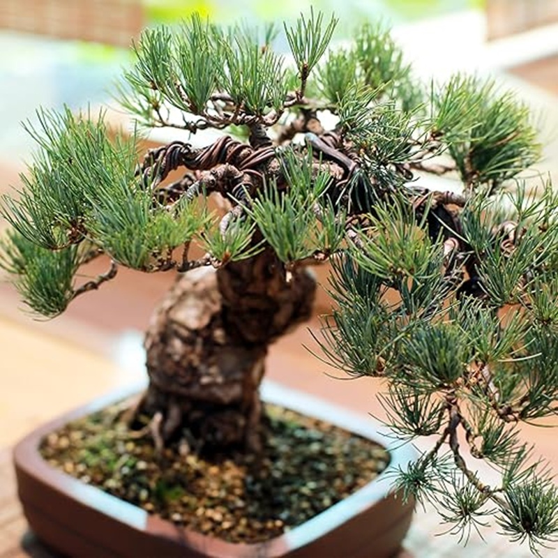 1mm Black Aluminum Bonsai Wire - Bonsai Wire Aluminum review and price